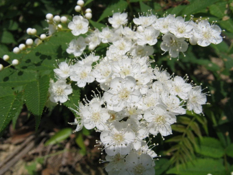 Rowan, (European Mountain Ash), Sorbus aucuparia, Tree Seeds (Fast, Fall... - $9.17