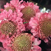 Fresh USA Seller Scabiosa Atropurpurea Salmon Rose Seed - £8.48 GBP