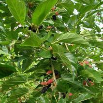 4&quot;Pot Mulberry Plant Tree Dwarf Everbearing Morus Nigra Sweet Fruit Live Plant - £44.82 GBP