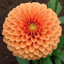 25 Salmon Rose Dahlia Flower Seeds: Colorful Blooms - $13.95