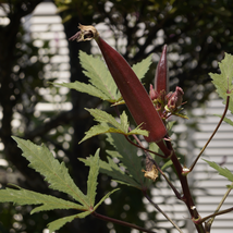 Red Okra Organic - 12 Seeds - $6.01