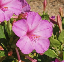 1oz Pink Four O’Clock Flower Seeds Mirabilis jalapa (Approx 350 Seeds) - Organic - $15.98