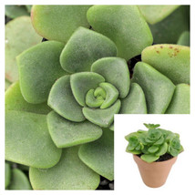 SEPTH Aeonium Lily Pad 4inches Succulent Crassulaceae Compton Carousel Live Plan - £5.54 GBP