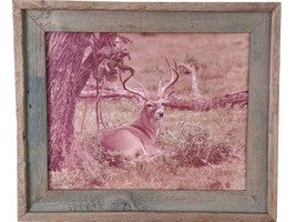 1970&#39;s Don K. Langson Wildlife Texas Buck Frontier Photograph 16&quot;x20&quot; - £193.18 GBP