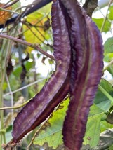 15 Seeds Purple Asian Winged Bean  Heirloom Up To 12 Inches Long  Pods - £8.47 GBP