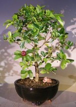 Flowering Dwarf Weeping Barbados Cherry Bonsai Tree - Large  (malpighia Pendicul - £98.29 GBP