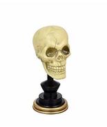 Creepy Plastic Skull on Stand Halloween Decor (Standard) - £1.33 GBP