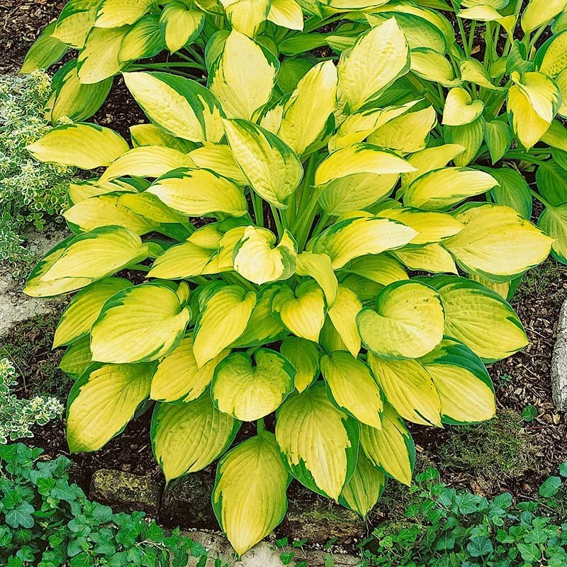 1 GOLD STANDARD HOSTA BareRoot Perennial Plant * Ideal for Mass Spring P... - $29.86