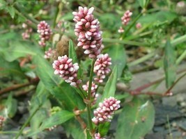 Spotted Lady&#39;s Thumb - Knotweed - Polygonum persicaria - 200 seeds (E 138) - $1.39