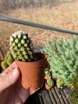 Cactus Arizona Snowcap Mammillaria Vetula Gracilis 2&quot; Pot Live Plant - £5.45 GBP
