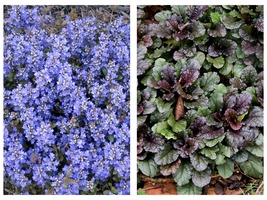 3 LIVE BARE ROOTED Ajuga Chocolate Chip Bugleweed Perennial Ground Cover... - £23.97 GBP