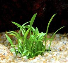 Aquarium Plant Carpet Cryptocoryne Parva Tissue Culture Crypt Freshwater Live - £22.73 GBP