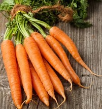 Bloomys 1000 Tendersweet Carrot Seeds Non Gmo Heirloom Organic FreshUS S... - $10.38