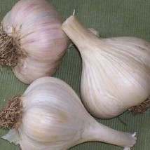 German Giant Garlic 2 Bulbs - £20.40 GBP