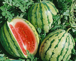 25 Dixie Queen Watermelon Seeds Fast Shipping - $8.99