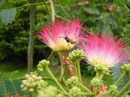 Persian Silk Tree Seeds - Albizia Julibrissin Flowering Tree Seeds Bonsai 10-50  - £22.28 GBP