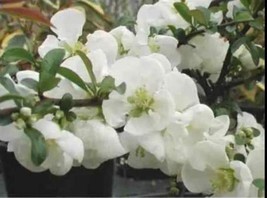 Chaenomeles Superba - Jet Trail Japanese Flowering Quince Rooted Plant - $32.00