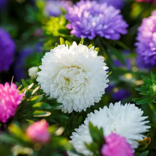 New Fresh New England Aster Perennial - £8.25 GBP