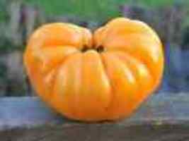 30 DR. WYCHE&#39;S YELLOW BEEFSTEAK TOMATO SEEDS 2024 ~ NON-GMO - £7.97 GBP