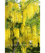 Golden Chain Tree Laburnum anagyroides Live Potted Tree 18-28 Inches Tall - $54.76
