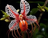 Red Spotted Spider Flowers Garden Planting 10 Authentic Seeds - £5.19 GBP