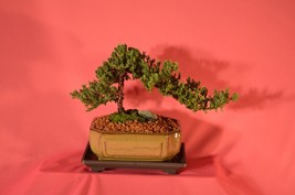 JAPANESE JUNIPER TRADITIONAL BONSAI,7 YEARS WITH FREE SHIPPING. - $55.99