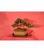 JAPANESE JUNIPER TRADITIONAL BONSAI,7 YEARS WITH FREE SHIPPING. - $76.57 CAD