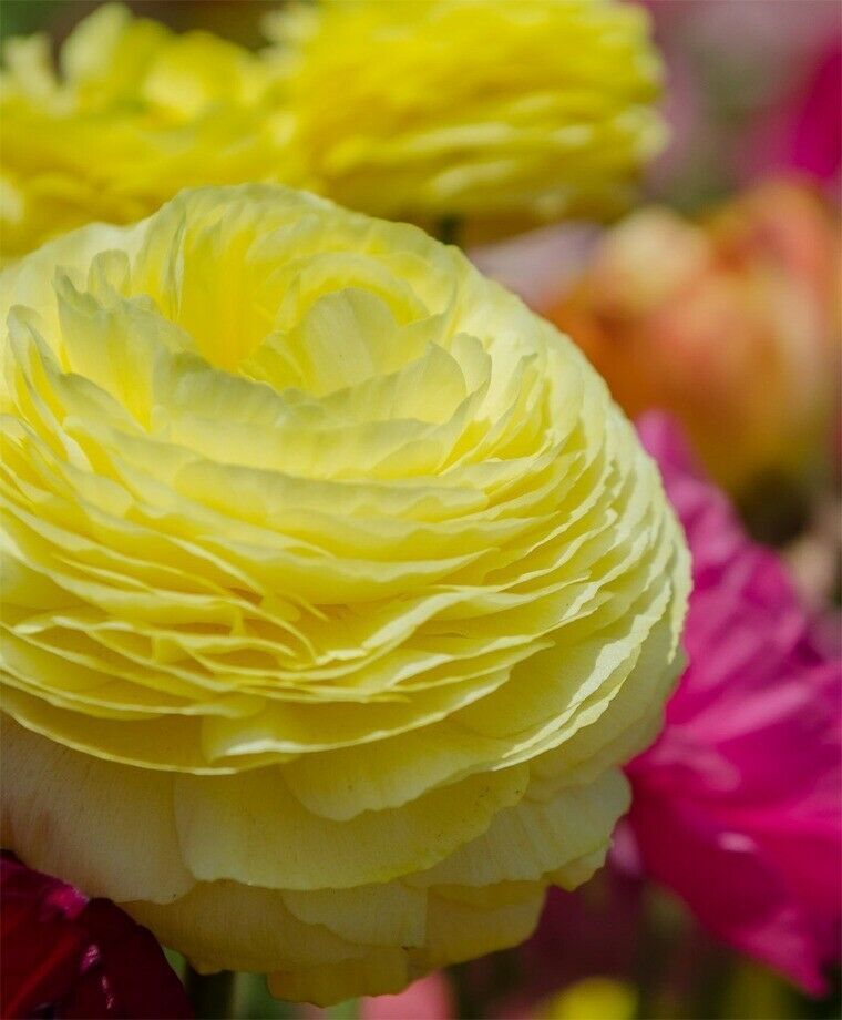 25 RANUNCULUS YELLOW SHADES BULBS - $18.95
