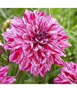 60 Seeds Dipladenia Sanderi Flower - $246.90 MXN