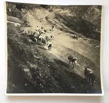 Caracas Venezuela Antique Photograph Men Donkeys Mountains (Trimmed at top) - $27.00
