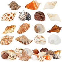 Hermit Crab Shells Medium Large 15PCS Growth Turbo Seashells Size 1.2&quot;-3... - £14.74 GBP