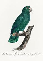 Cuban Amazon, Amazona Leucocephala #4 - 1800&#39;s Francois Levaillant Bird ... - $11.99