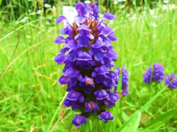 Top Seller 100 Heal All Self Heal Prunella Vulgaris Purple Herb Flower S... - £11.46 GBP