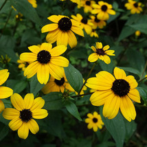 Fresh 201+Brown Eyed Susan Seeds Branched Coneflower Perennial Native Wildflower - £5.30 GBP