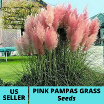 Pampas Pink Ornamental Grass Seeds Cortaderia selloana Seed 100 Pcs - £14.85 GBP