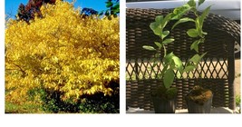 12-18&quot; Tall Live Plant, Northern Spicebush Shrub/Bush - 4&quot; Pot - Lindera benzoin - £60.58 GBP