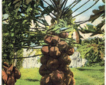 Hawaii - Papaia Fruit Tree, Hawaiian Islands - c1910s Island Curio Co. P... - £6.75 GBP