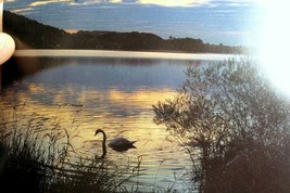 Swan Lake Pampas Reeds grass sunset California USA Postcard vintage 1980&#39;s - $6.51