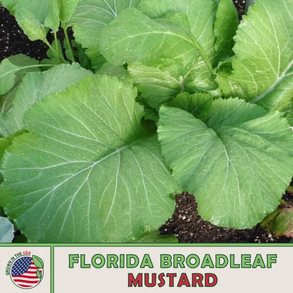 50 Florida Broadleaf Mustard Fresh Seeds - £10.21 GBP