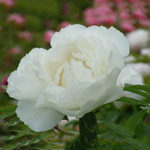 BELLFARM &#39;Bai Dew&#39; Snow-white Peony Tree Flower Seeds, 5 Seeds / Pack, Light Fra - £2.78 GBP