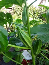 70 Star Of David Okra Seeds Heirloom Nongmo No Pesticides Or Herbicides UsedFrom - $8.35