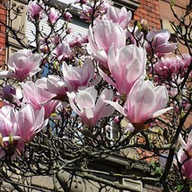 Magnolia X Soulangeana Saucer Magnolia 10 Seeds Garden - £14.44 GBP