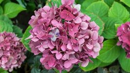 75 Seeds Packet Hydrangea Seeds - Fragrant Style 31 - £9.57 GBP