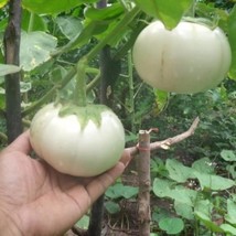 White Round Eggplant Seed Gardening USA Shipping - £7.67 GBP