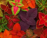 Giant Exhibition Mix Coleus Seeds: Vibrant Foliage Plant - $13.95