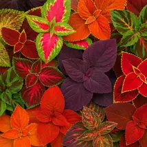 Giant Exhibition Mix Coleus Seeds: Vibrant Foliage Plant - $13.95