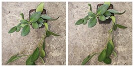 WAX PLANT~HOYA BILOBATA WELL ROOTED LIVE PLANT 7&quot; in 3&quot; POT~PORCELAIN FL... - $37.99