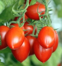 50 Seeds Roma Italian Tomato Plant Quick Heirloom Seeds For Charm - £6.44 GBP