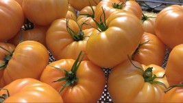 Yellow Brandywine Tomato Seeds | Heirloom | Organic | Bulk | Wholesale FRESH - £9.21 GBP
