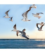 Seabirds 40&quot; x 40&quot; Print On Canvas Painting Wall Art for Wall Décor (Fra... - $24.45